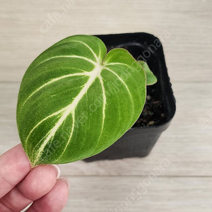 필로덴드론 화이트베인