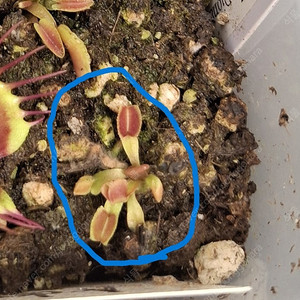 식충식물 파리지옥 분양합니다. (수정)