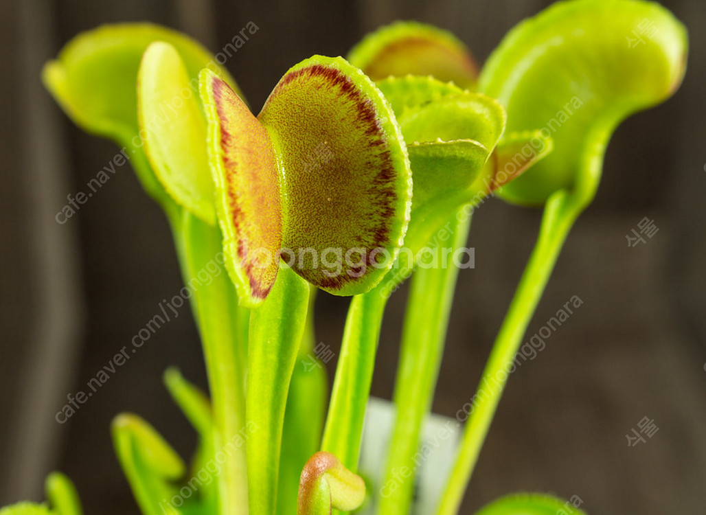 식충식물 파리지옥 분양합니다. (수정)--1