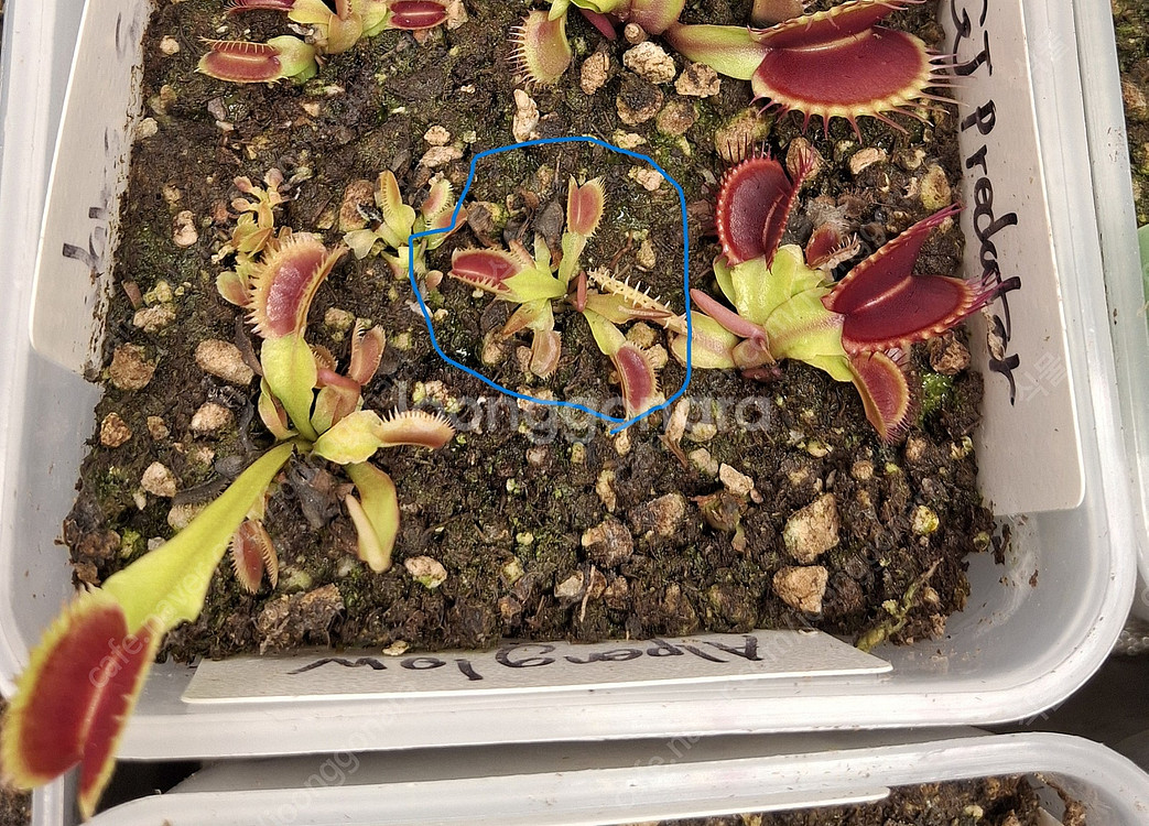 식충식물 파리지옥 분양합니다. (수정)--2