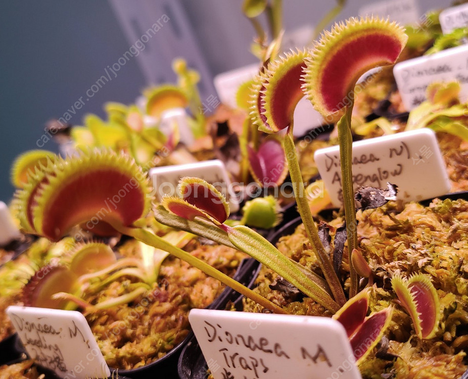 식충식물 파리지옥 분양합니다. (수정)--3