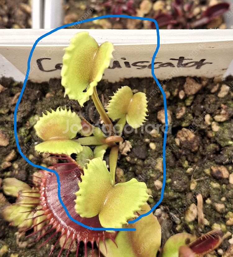 식충식물 파리지옥 분양합니다. (수정)--6