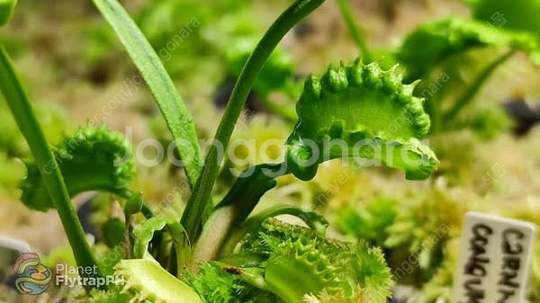 식충식물 파리지옥 분양합니다. (수정)--7