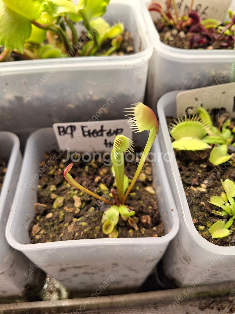 식충식물 파리지옥 분양합니다. (수정)--8