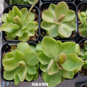 피로우엣테 ㅡ 벌레잡이제비꽃
