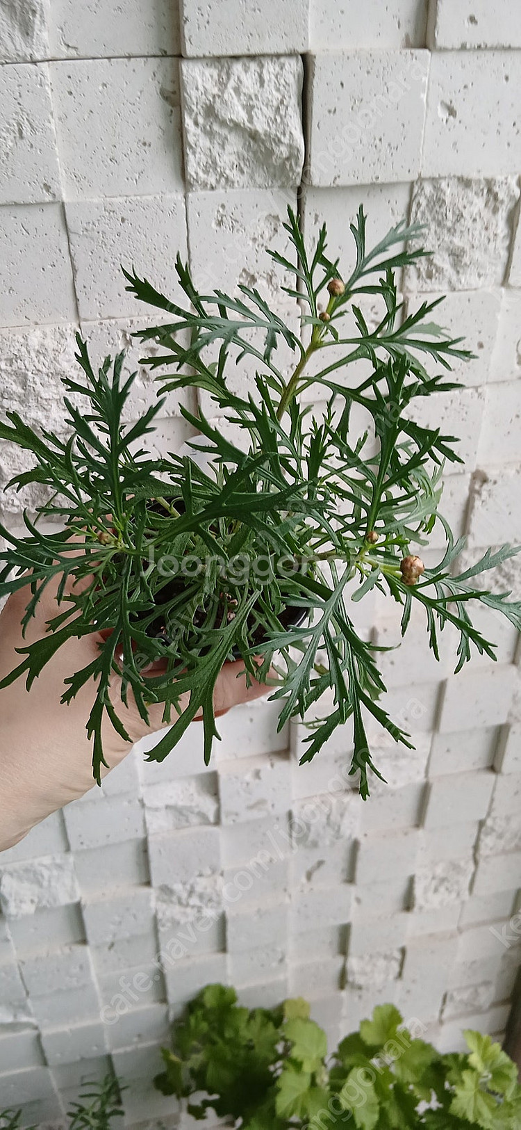 셰리에메일 일본목마가렛--2