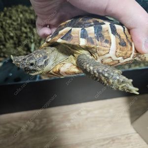 동헤르만 육지거북
