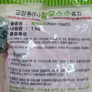 강원도 찰옥수수씨앗 흑점2호 남은거 내놓아요.