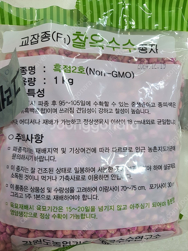 강원도 찰옥수수씨앗 흑점2호 남은거 내놓아요.--1