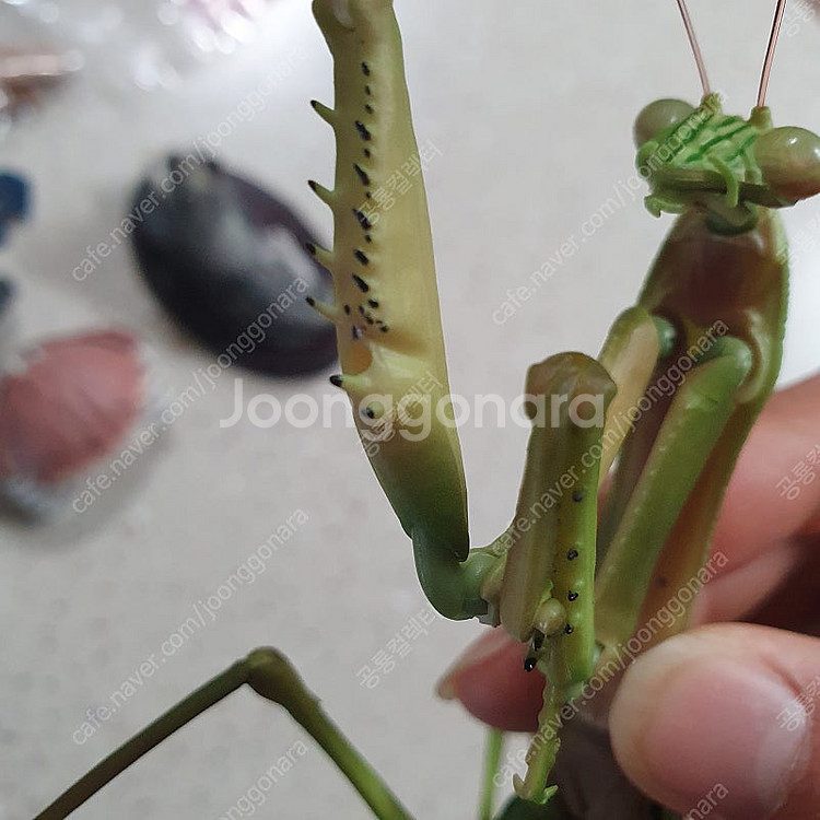 생물대도감 왕사마귀 외 여러가지 일괄판매합니다--2