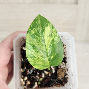몬스테라 옐로우 히메