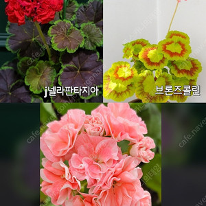 제라늄 3종(미소예, J넬라판타지아, 브론즈콜린)