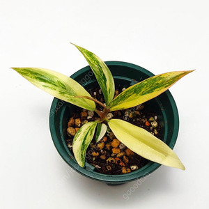 [S급 무늬] 필로덴드론 카라멜마블 바리에가타 Philodendron caramel Marble Variegata