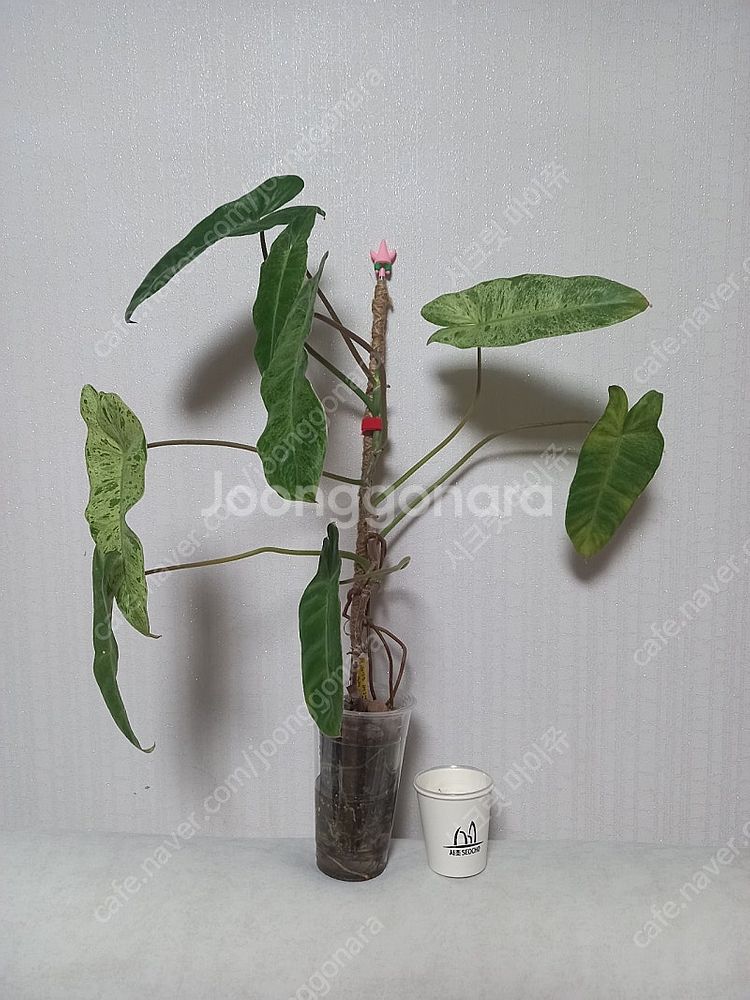 필로덴드론 파라이소베르디--0