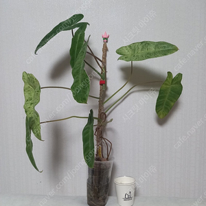 필로덴드론 파라이소베르디