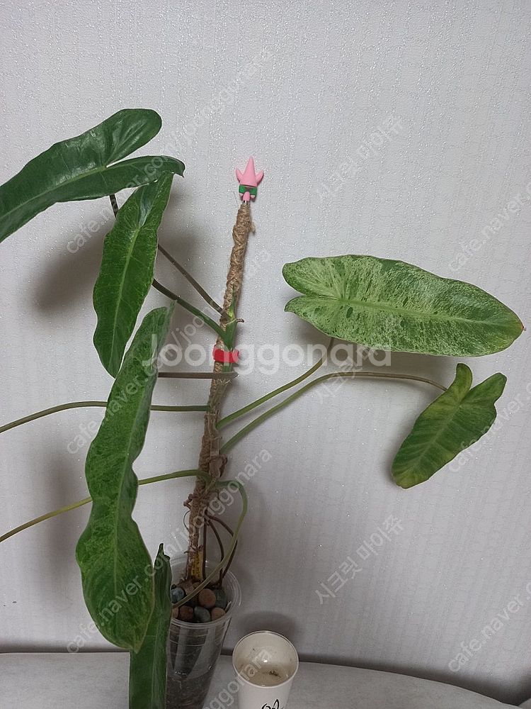 필로덴드론 파라이소베르디--1