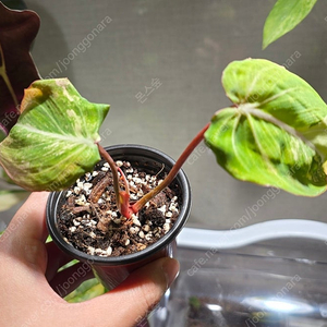 필로덴드론 글로리오섬 바리에가타