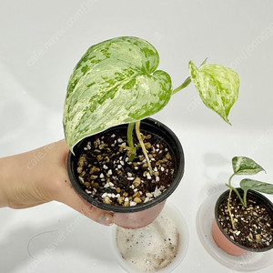 희귀식물 스킨답서스 피썬/피전/피젼