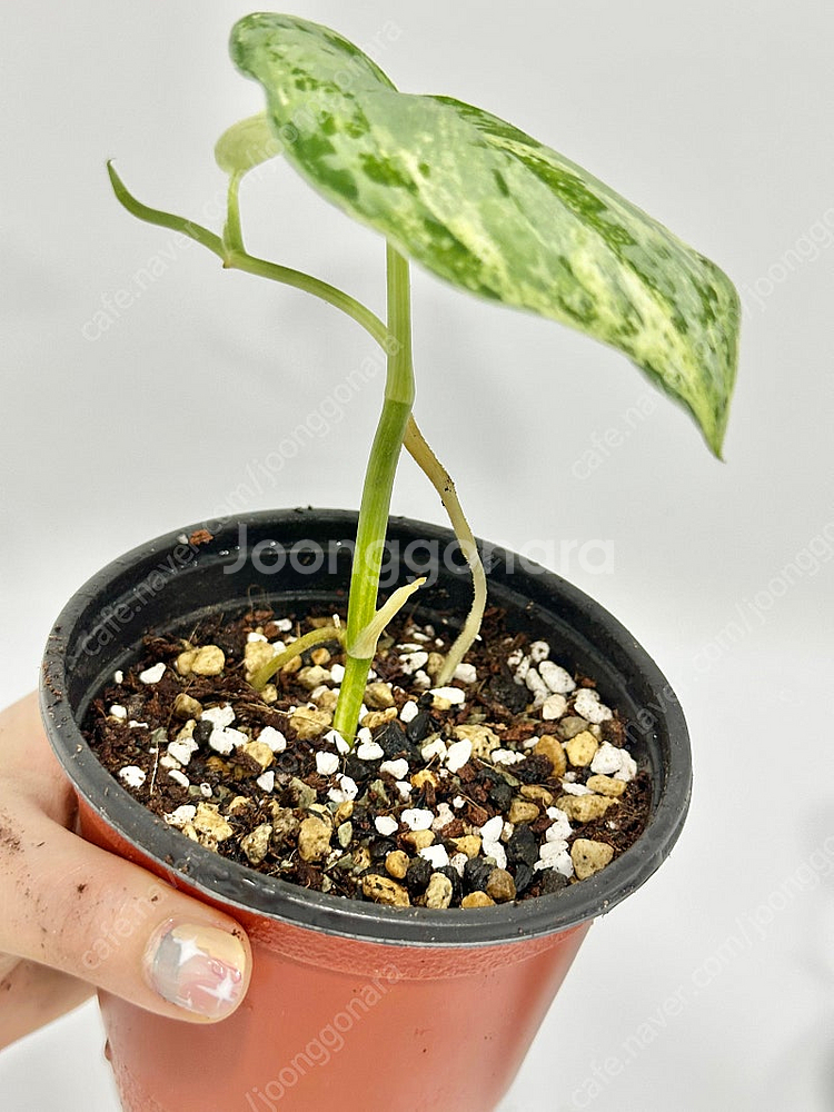 희귀식물 스킨답서스 피썬/피전/피젼--2