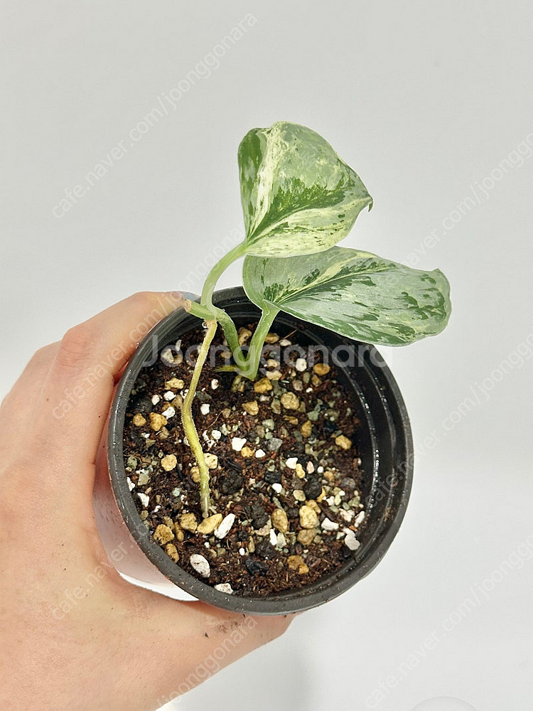 희귀식물 스킨답서스 피썬/피전/피젼--4