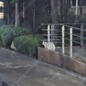 뚜레쥬르 진한 우유 생크림 케이크 3만6천원짜리팜