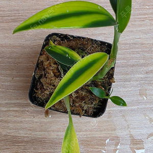 스킨답서스 코리아세우스 바리에가타 묘 Scindapsus coriaceus variegata (안스리움×)