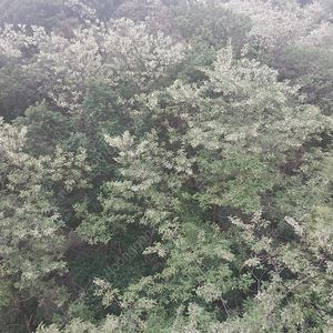 스타벅스 아메리카노