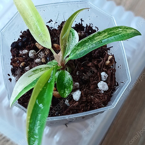 필로덴드론 카라멜마블 바리에가타