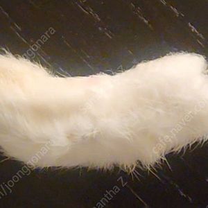 행운의 토끼발 진짜 박제 키링
