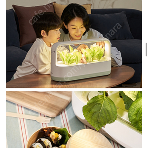 엘지 틔움 식물 제배기