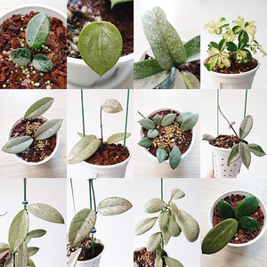 호야 마틸드 스플래쉬(마틸다), 노바고스트, 민트코인, 윌버그레이브 풀실버, 뉴기니아고스트, 푸비칼릭스 핑크고스트, 실버하트, 실버달라, 홍콩야자 제닌