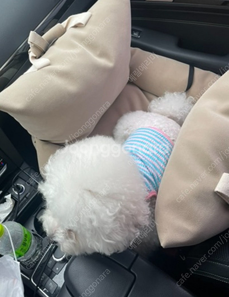 펫토 강아지 카시트--1