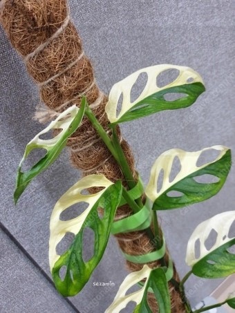 무늬 아단소니 삽니다(소픔, 대품 전부)--0