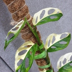 무늬 아단소니 삽니다(소픔, 대품 전부)