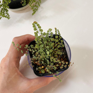 섬공작고사리 Adiantum monochlamys