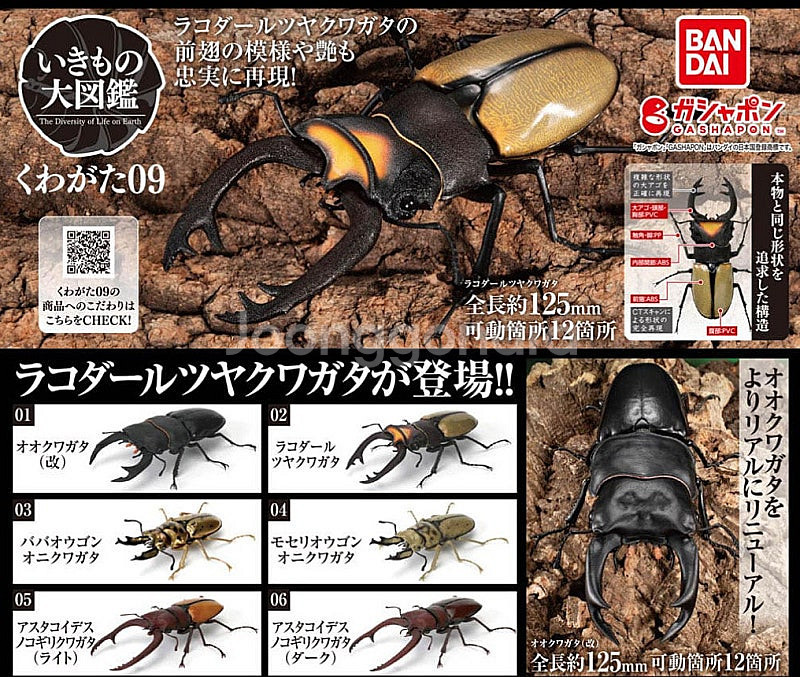 BANDAI(반다이), 생물대도감(사슴벌레), 급처합니...--0