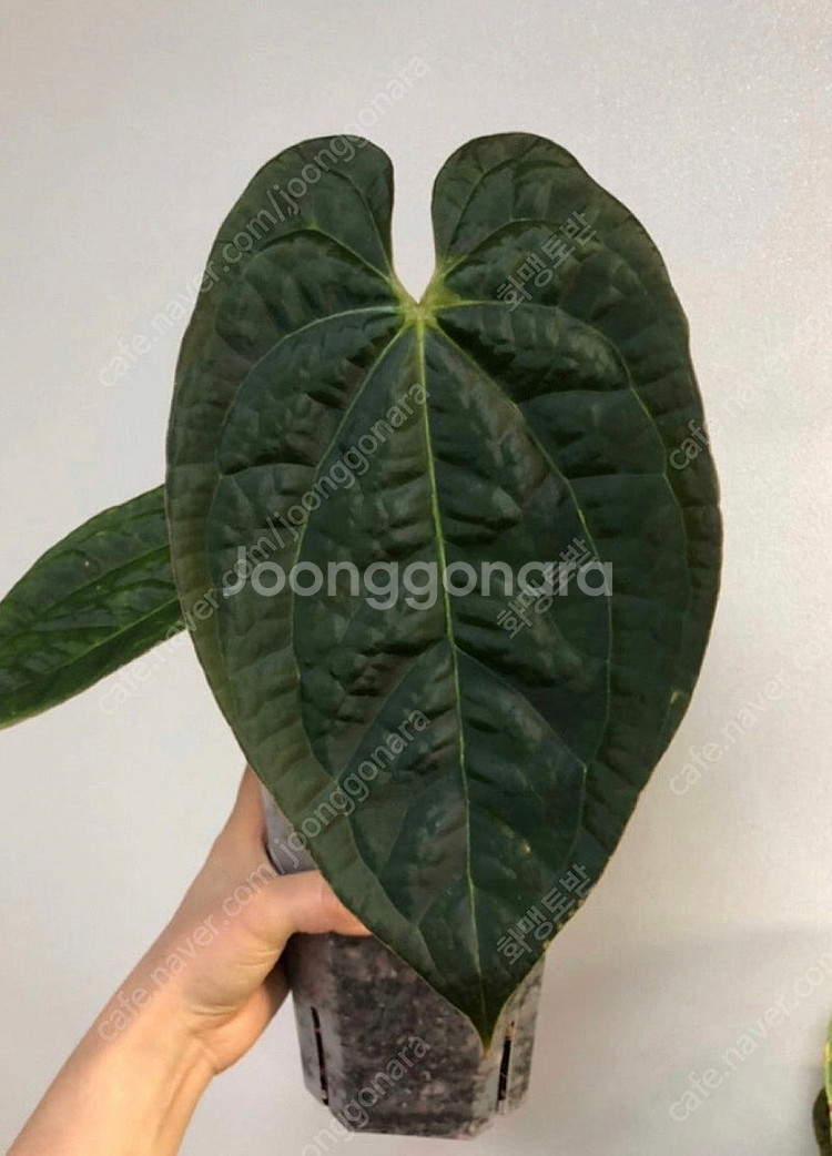 파필*럭셔리 안스리움--1