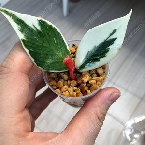 호야 폴리네우라 알보