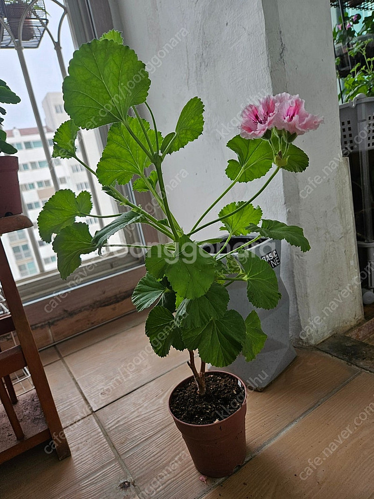 택포)로지몬 리갈 제라늄 대품--1