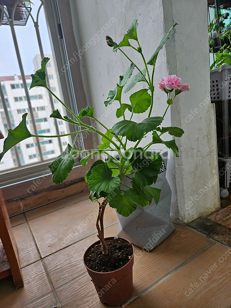 택포)로지몬 리갈 제라늄 대품--2