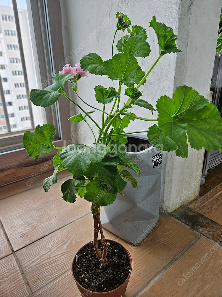 택포)로지몬 리갈 제라늄 대품--3