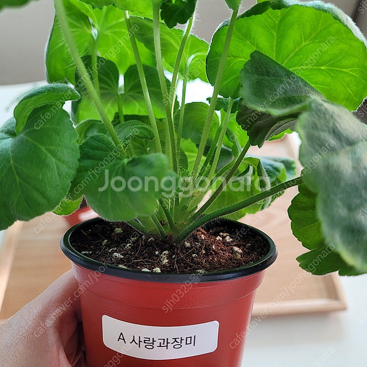 제라늄 Ess게이샤 A 사랑과장미 2종 택포--2