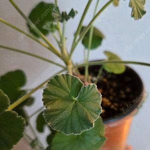 제라늄 시도이데스 (택포함)