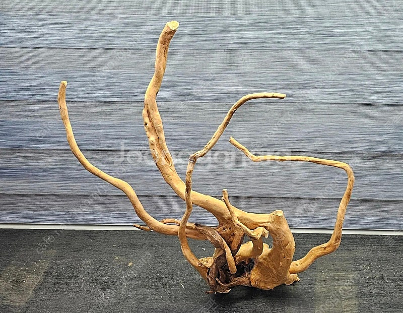 중대형 가지유목 팝니다(자립되고 택배됨)--1