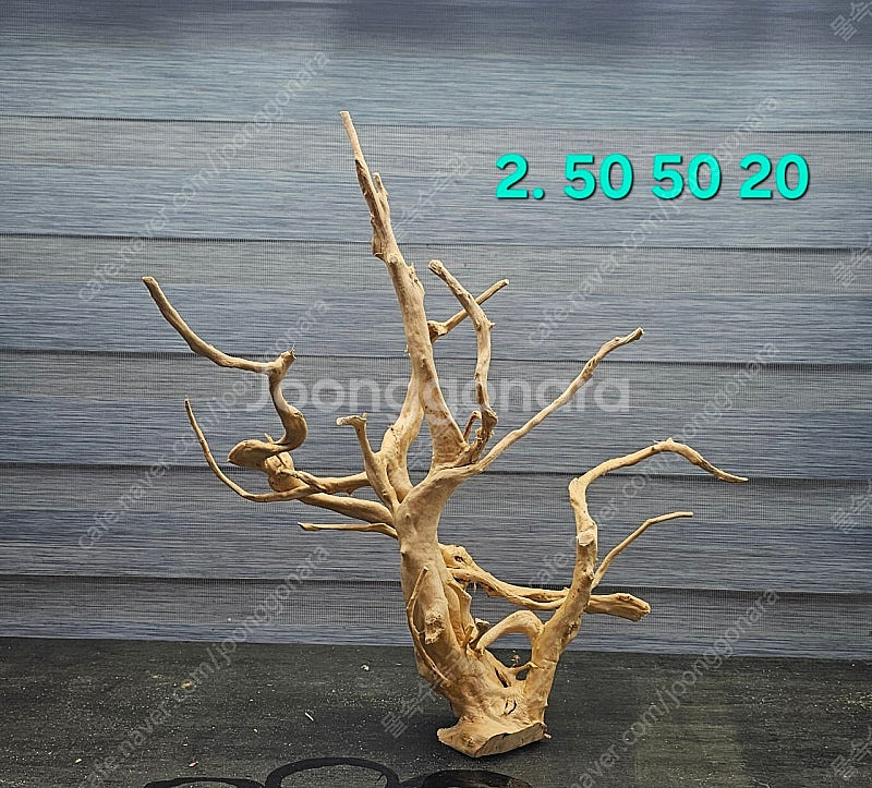 중대형 가지유목 팝니다(자립되고 택배됨)--2