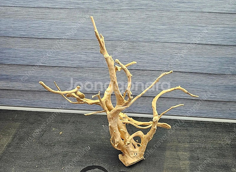 중대형 가지유목 팝니다(자립되고 택배됨)--3