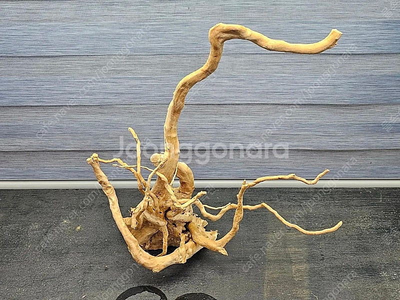 중대형 가지유목 팝니다(자립되고 택배됨)--7