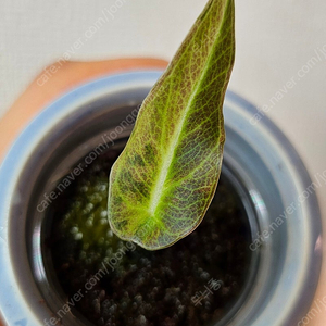 알로카시아 블랙벨벳 옐로우 바리에가타