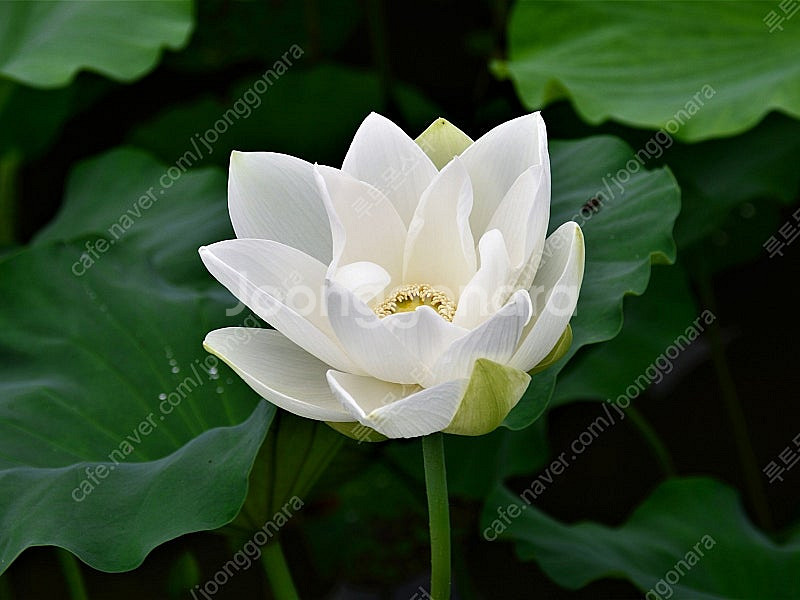 연꽃 (홍련, 백련)--0