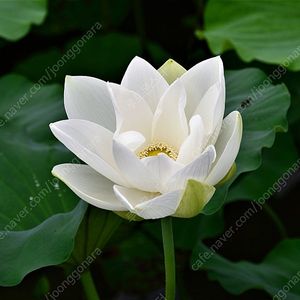 연꽃 (홍련, 백련)